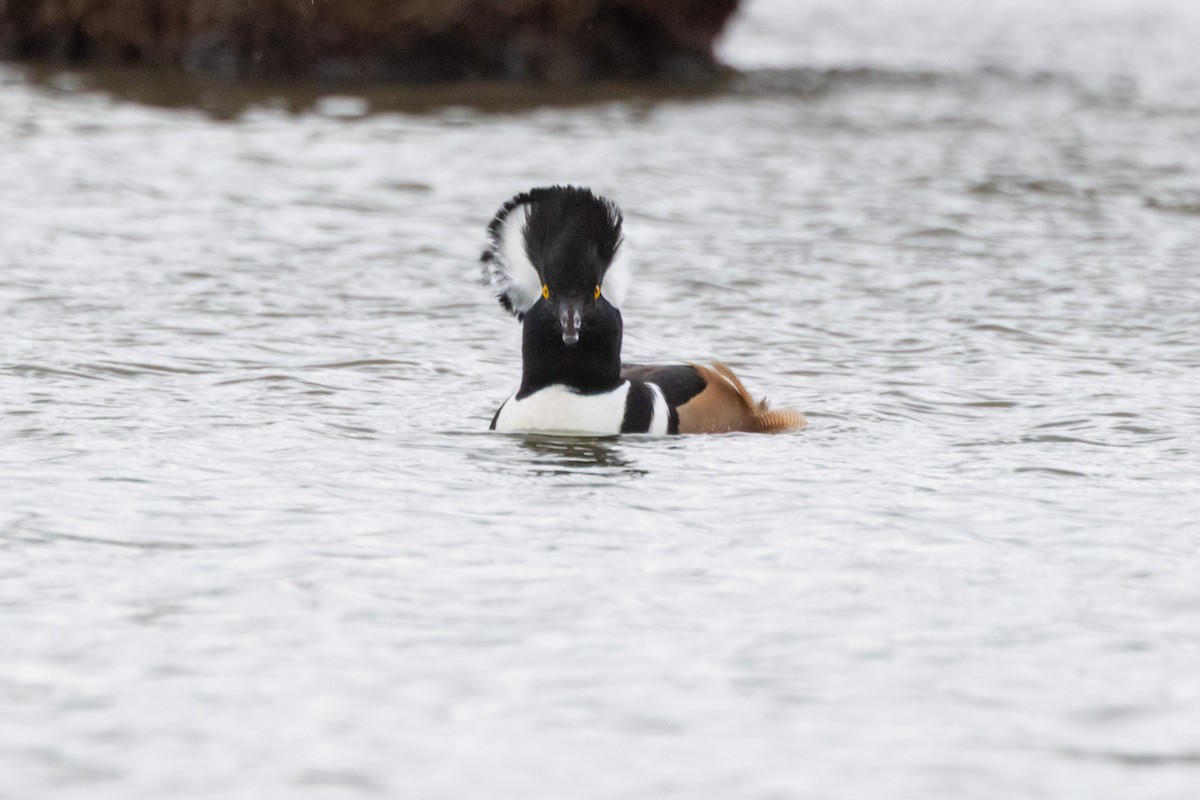 Zerra buruhandia - ML646471510