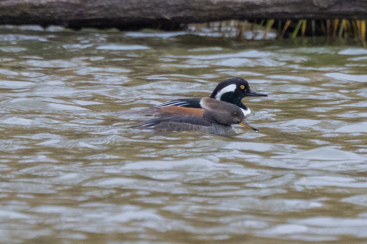 Kappensäger - ML646471513