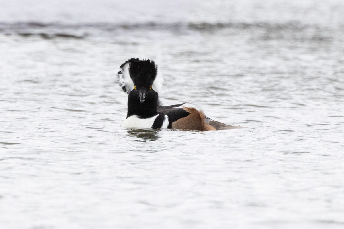 Kappensäger - ML646471514