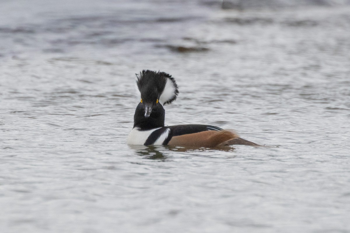 Kappensäger - ML646471515