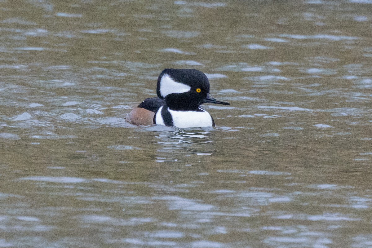 Kappensäger - ML646471516