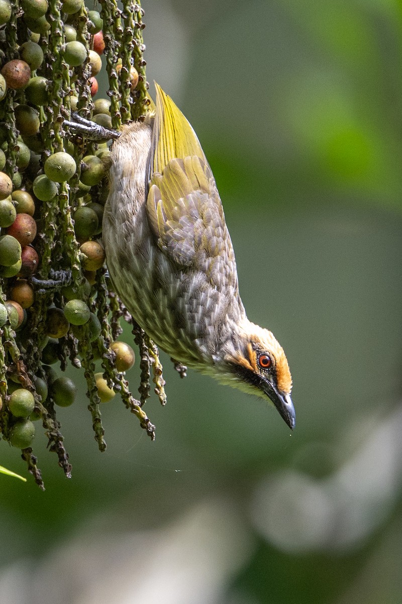 Gelbscheitelbülbül - ML646471517