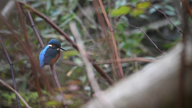 Eisvogel - ML646471520