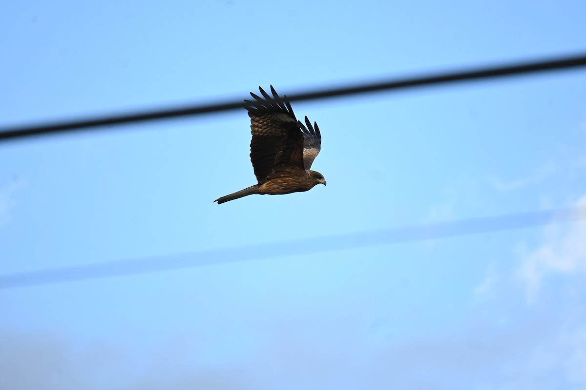 Schwarzmilan - ML646471521