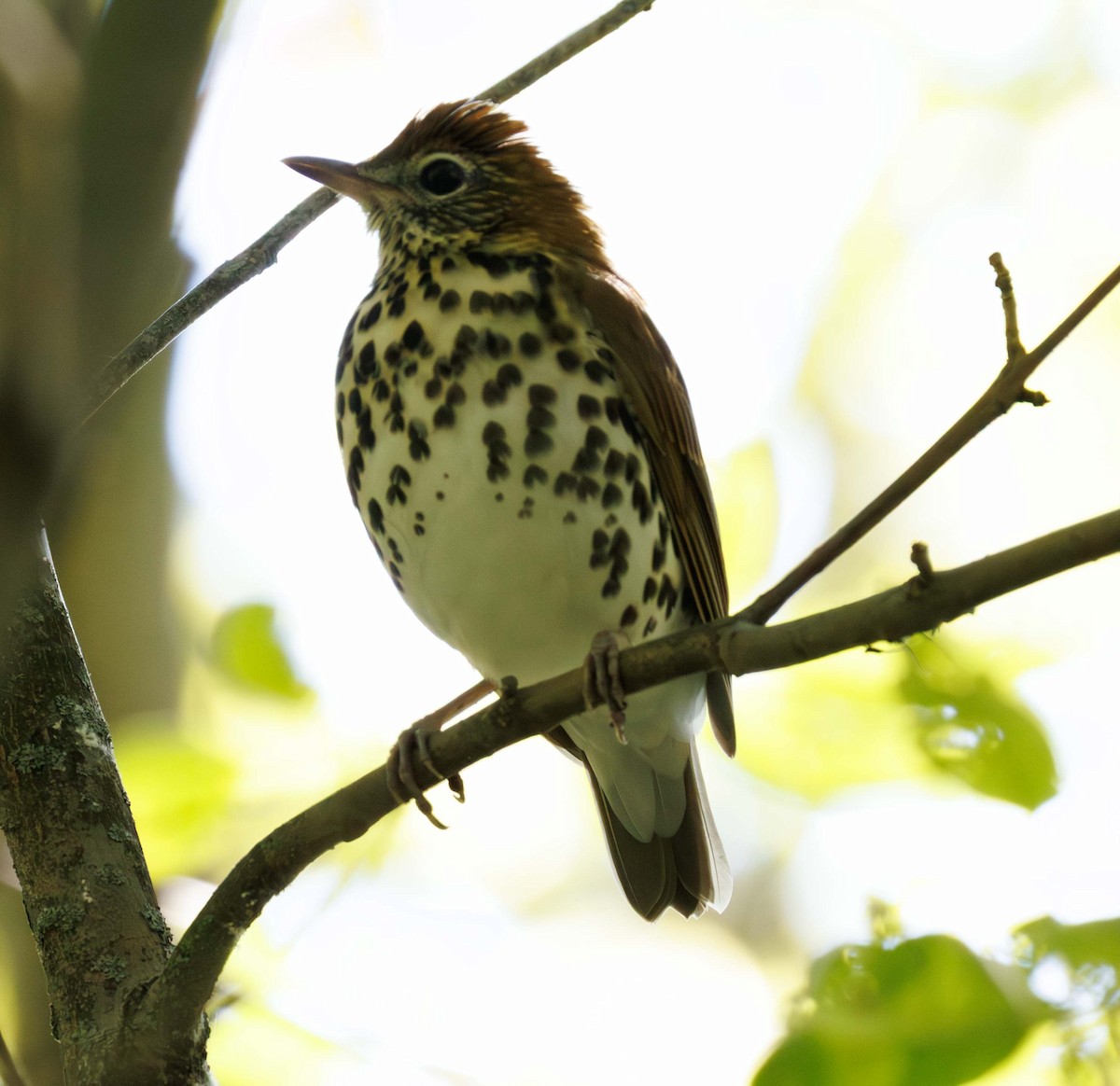 Walddrossel - ML646471524