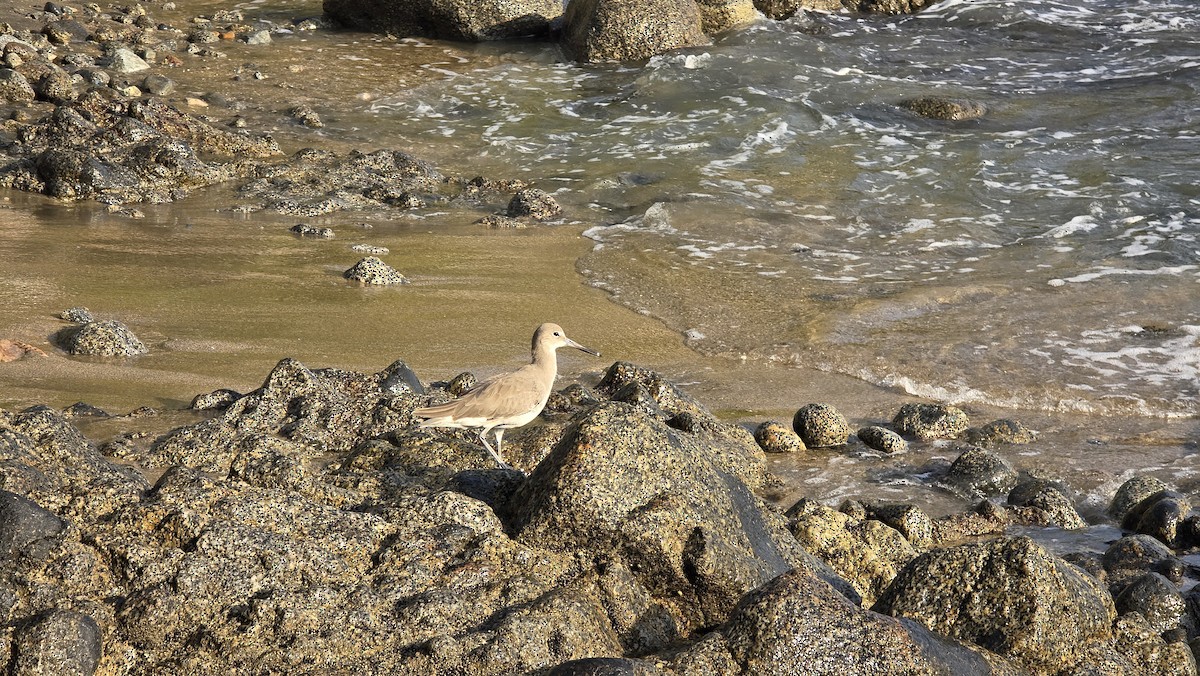 Schlammtreter - ML646471525