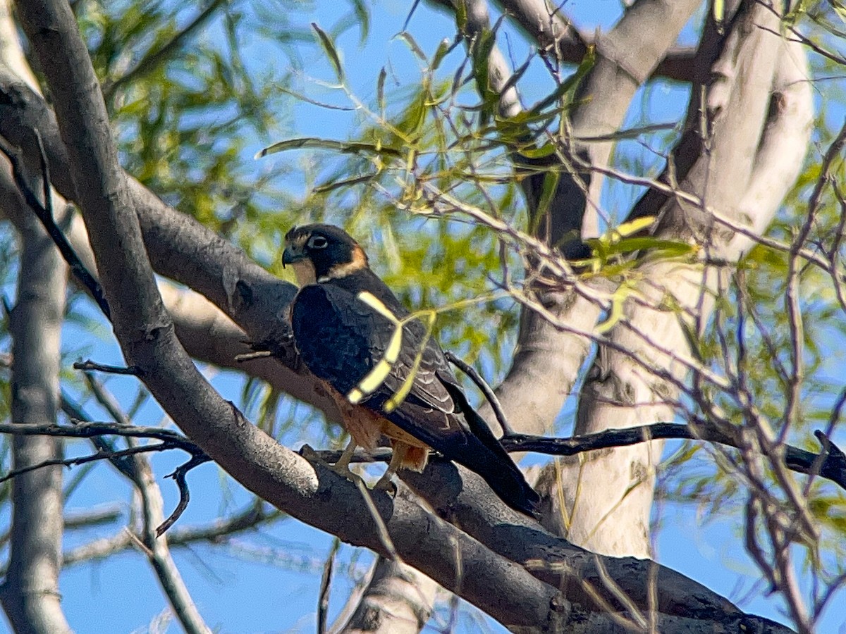 Australbaumfalke - ML646471528