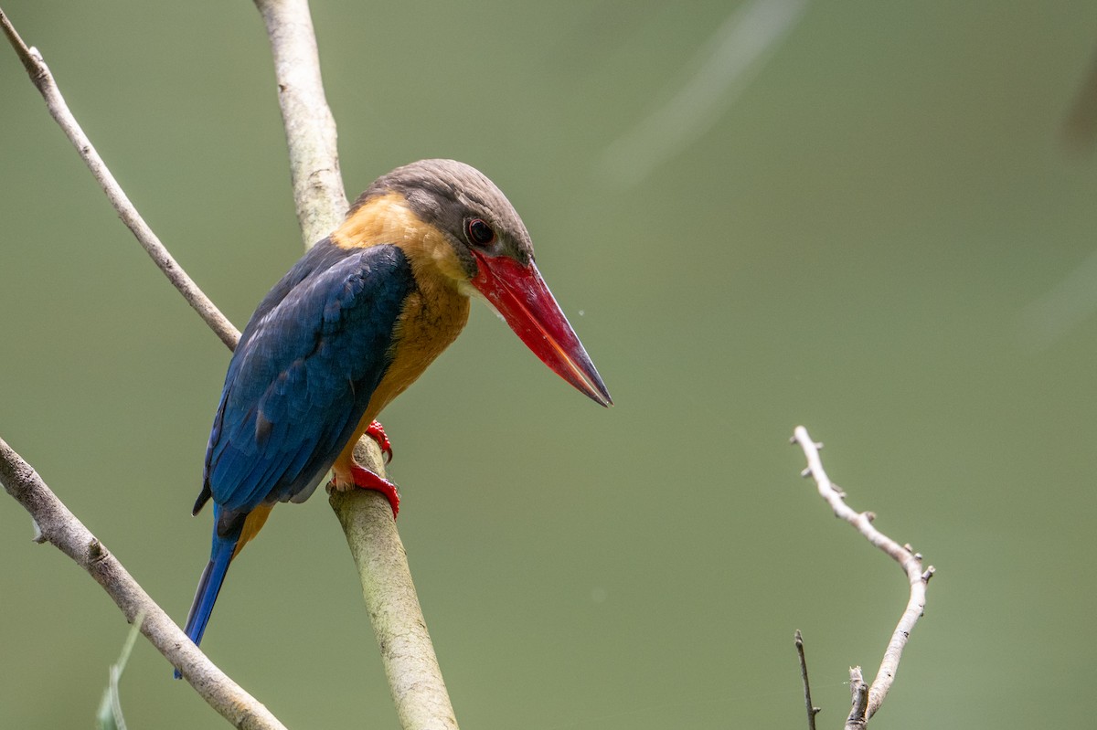 Storchschnabelliest - ML646471529