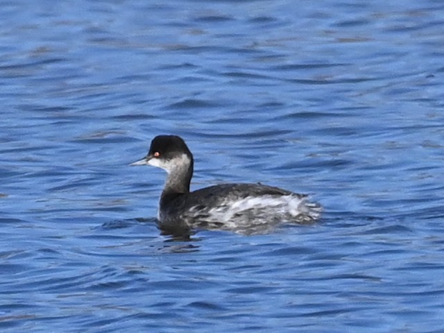 Schwarzhalstaucher - ML646471532