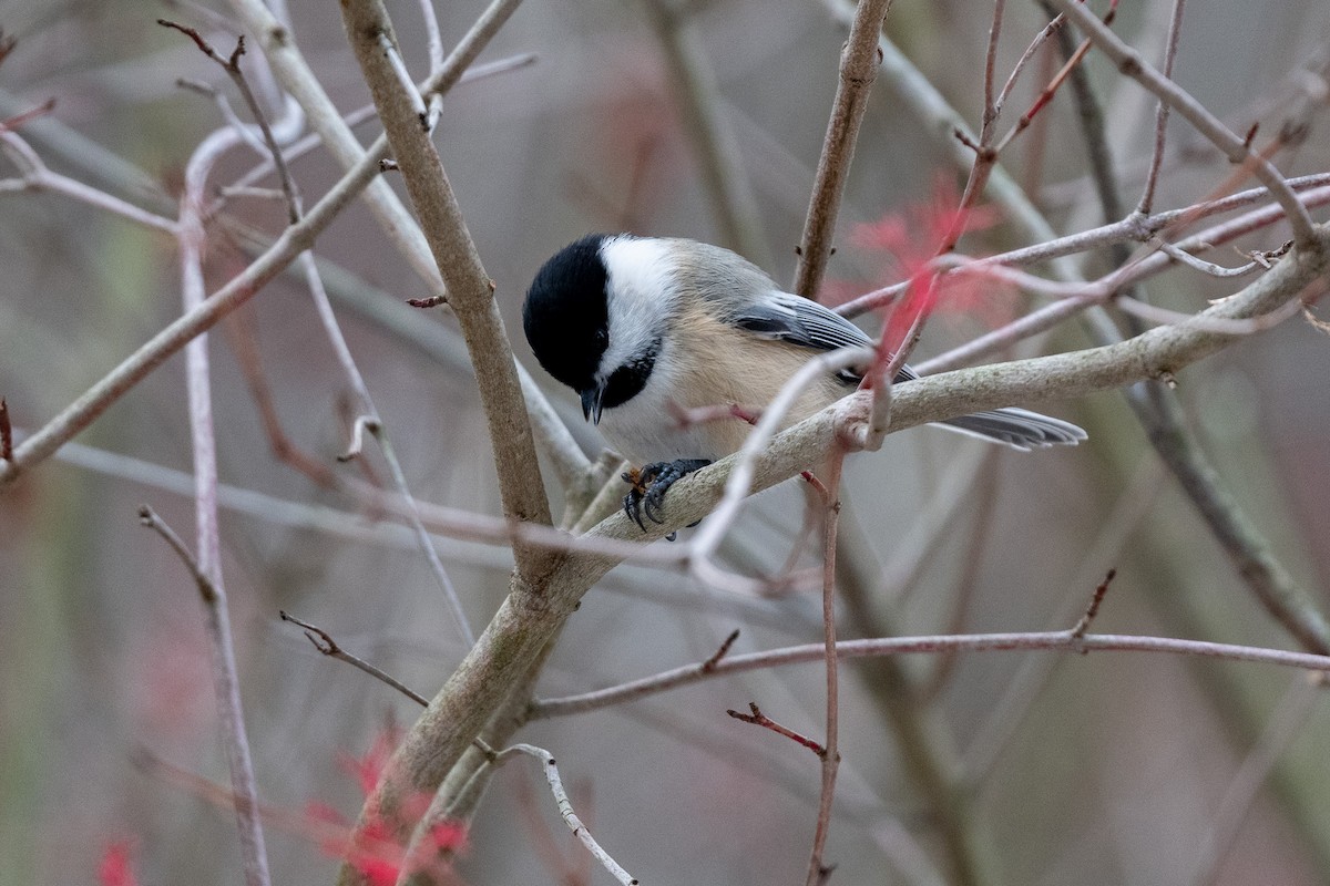 Schwarzkopfmeise - ML646471533