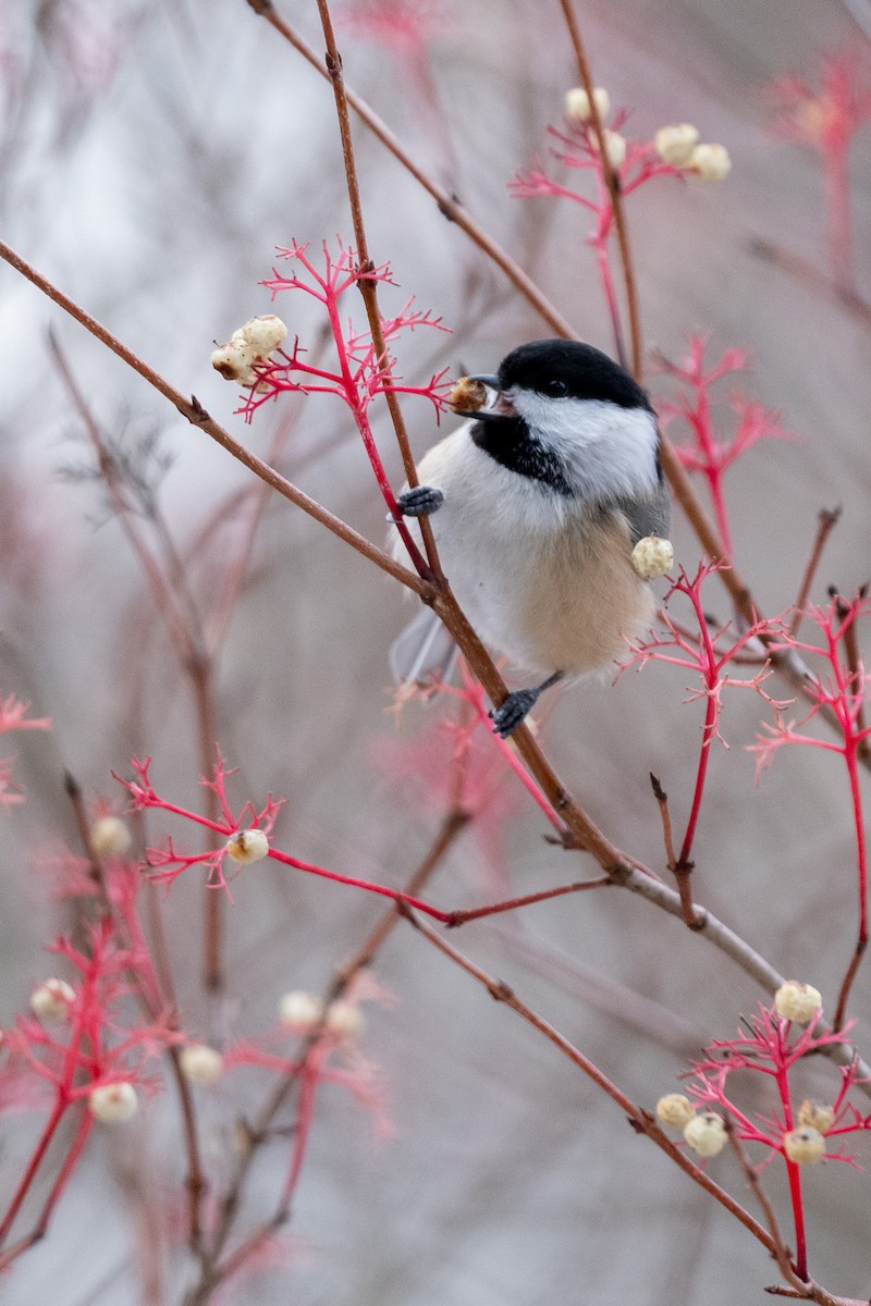 Schwarzkopfmeise - ML646471534