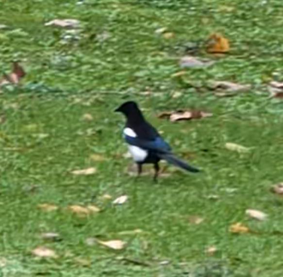 Pie bavarde - ML646471535