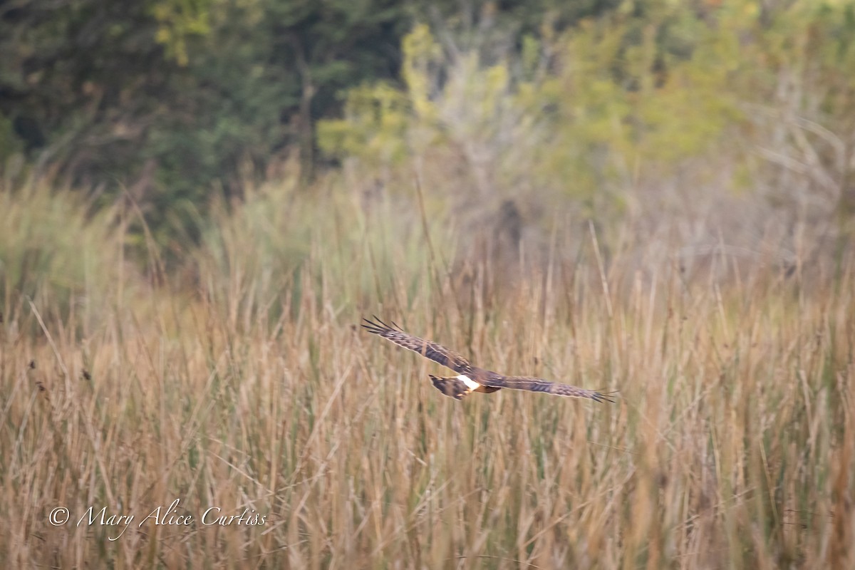 Hudsonweihe - ML646471536