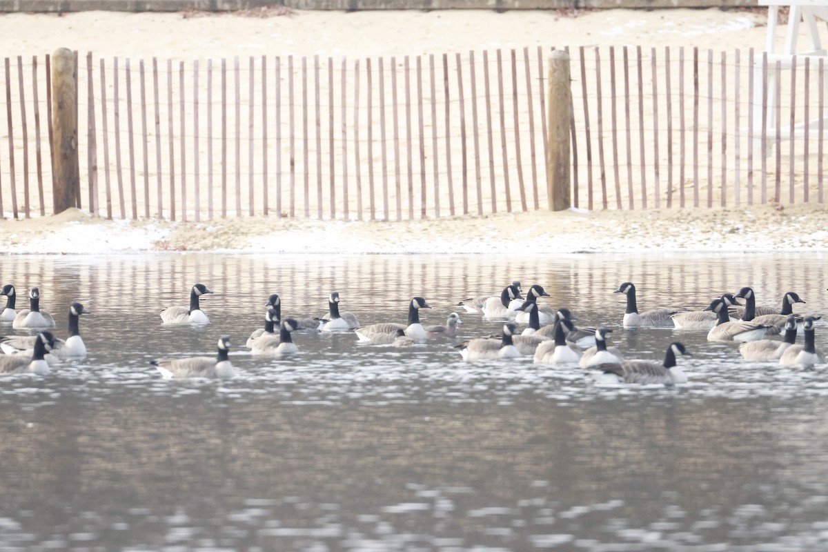 Kanadagans - ML646471537