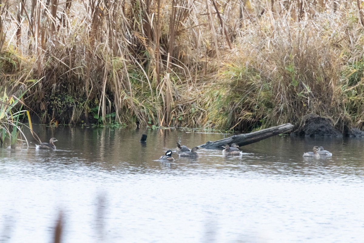 Bindentaucher - ML646471538