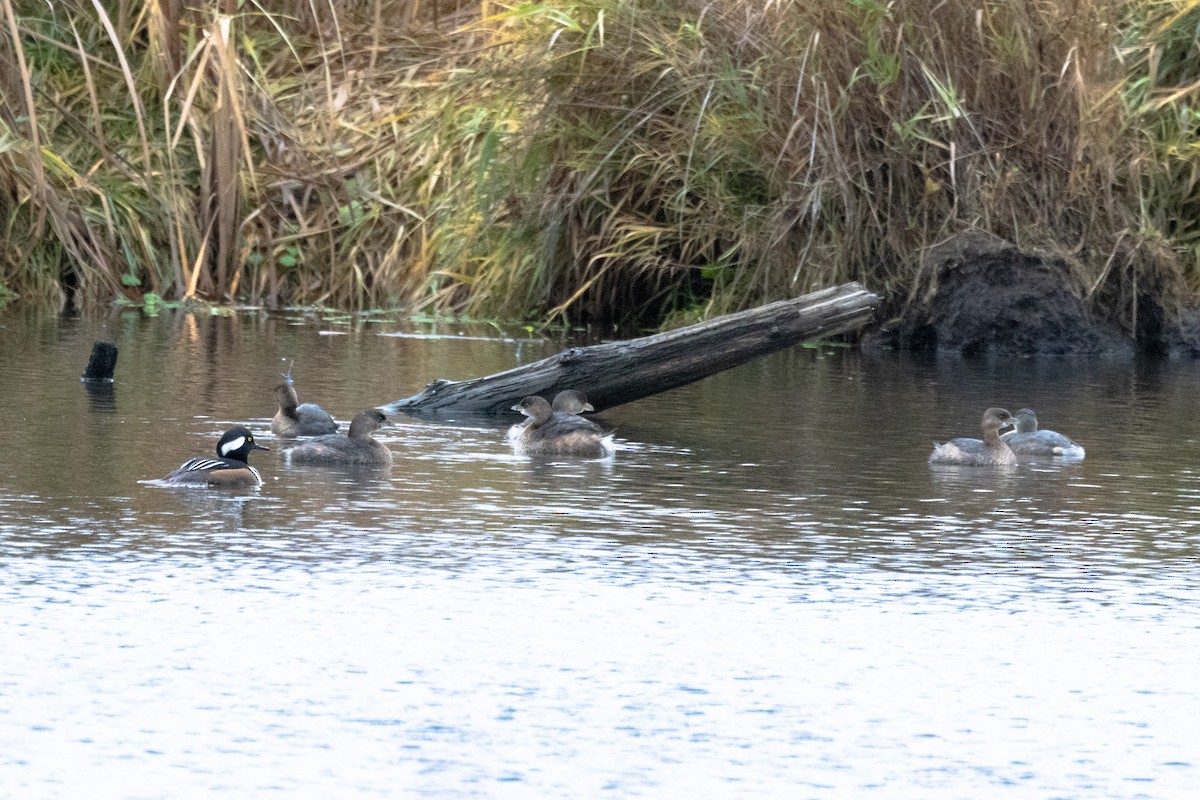 Bindentaucher - ML646471539