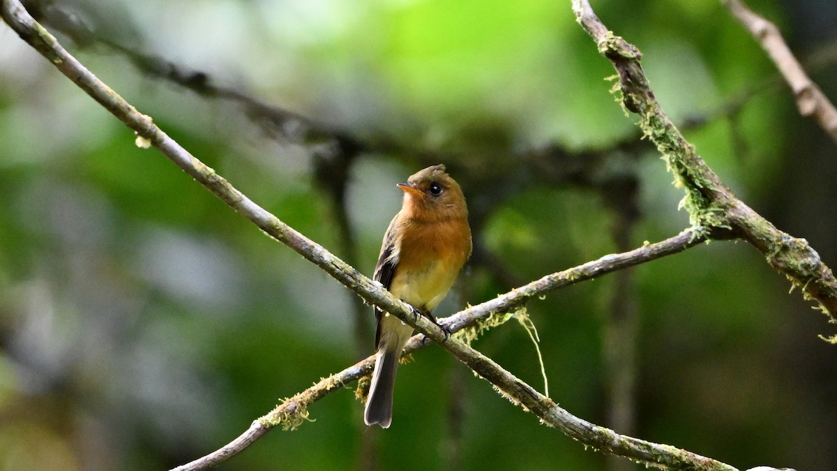 Gelbbauch-Schnäppertyrann - ML646471540