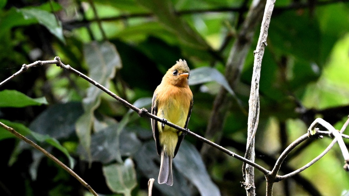 Gelbbauch-Schnäppertyrann - ML646471541