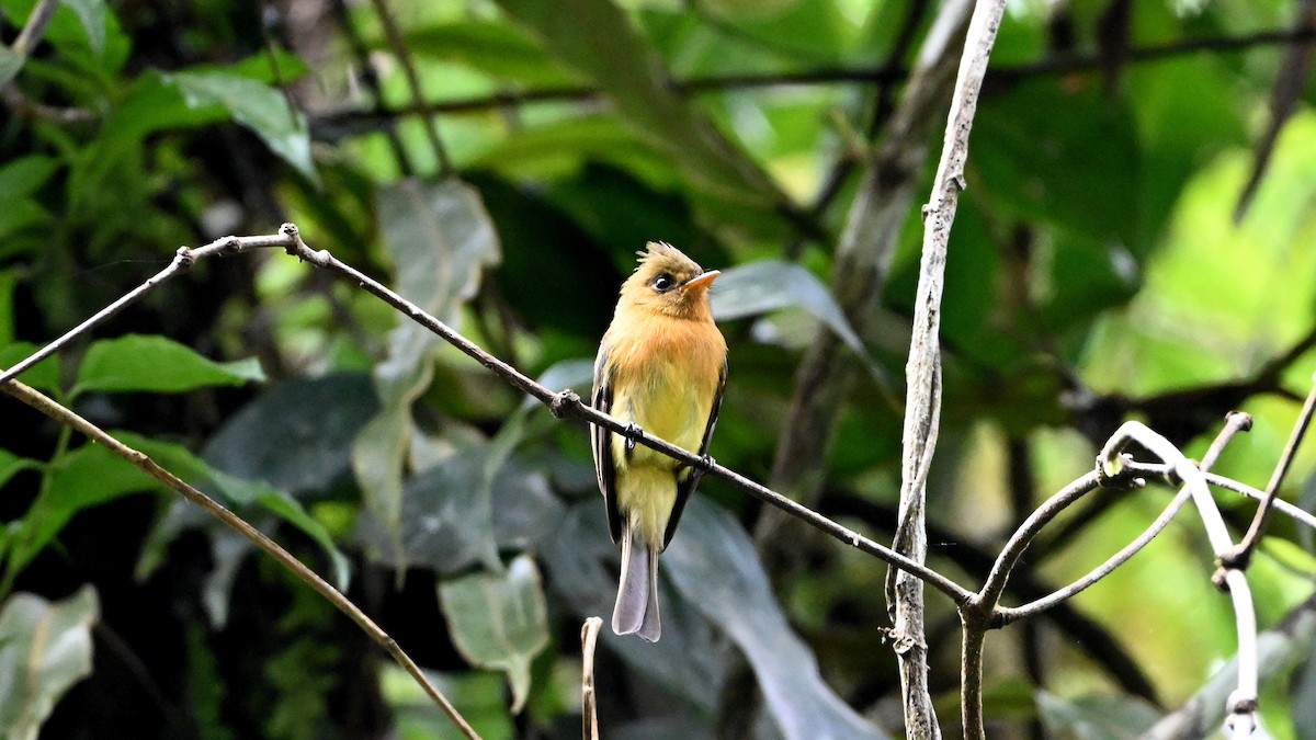 Gelbbauch-Schnäppertyrann - ML646471542