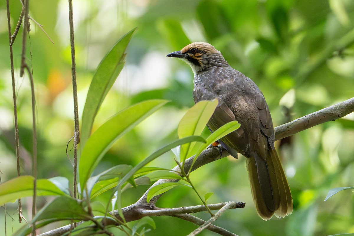 Gelbscheitelbülbül - ML646471543