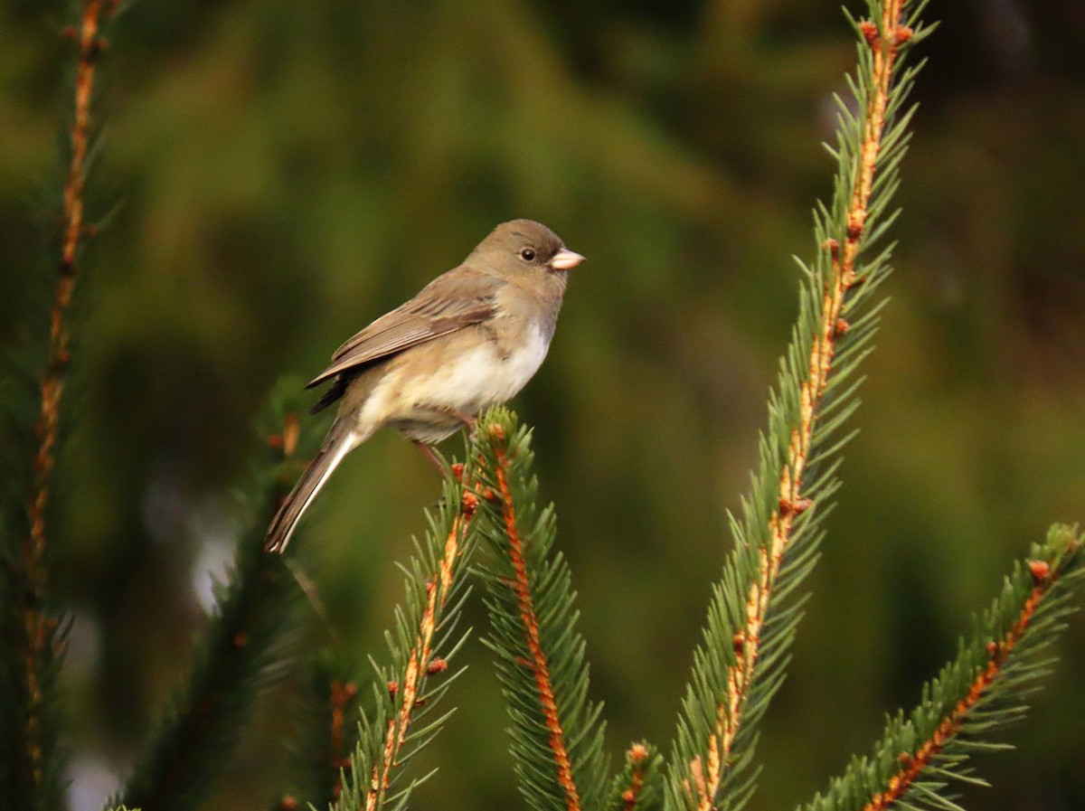 strnadec zimní - ML646471546