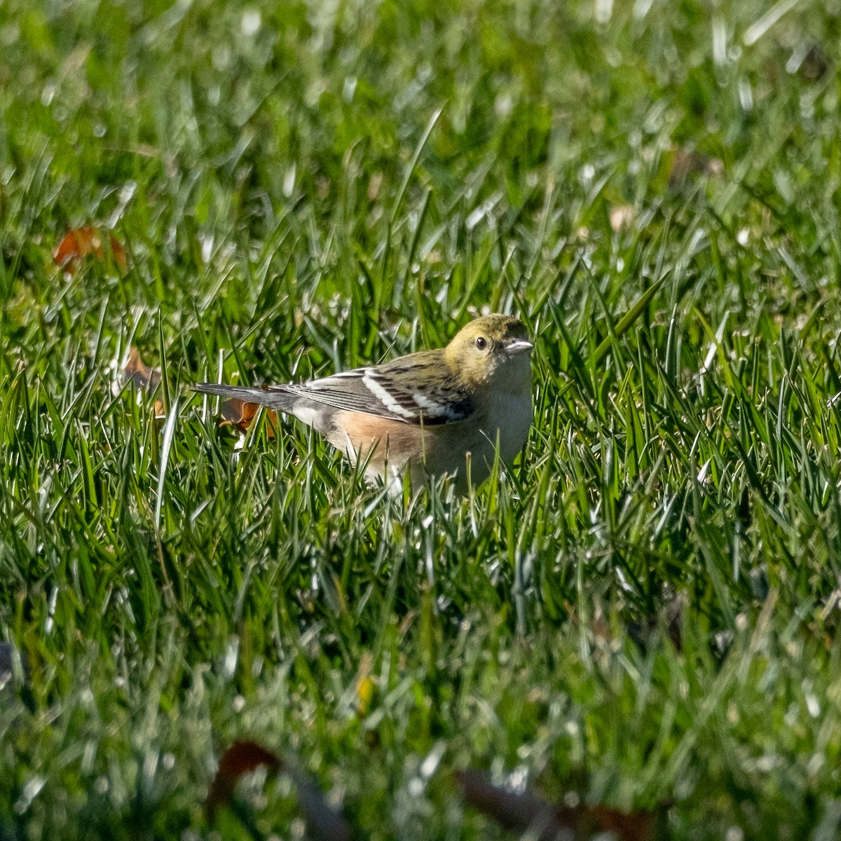 Bay-breasted Warbler - ML646471547