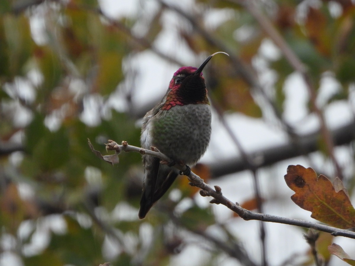 Anna's Hummingbird - ML646471548