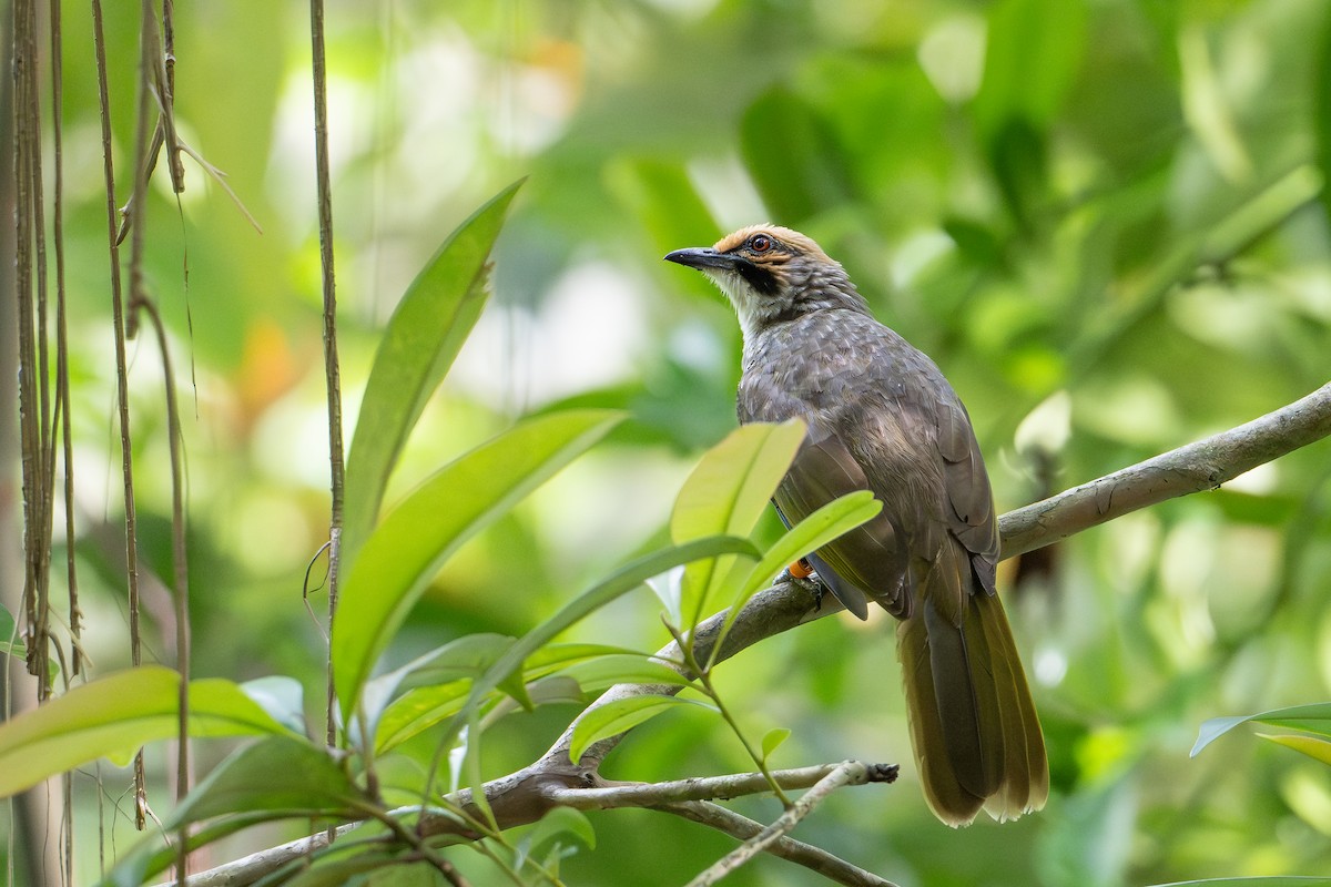 Straw-headed Bulbul - ML646471550
