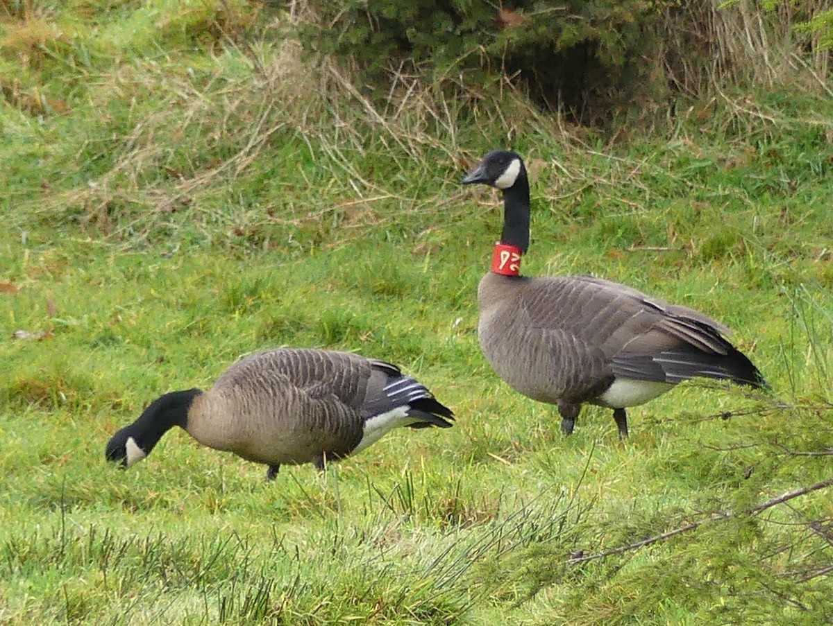 Canada Goose (occidentalis/fulva) - ML646471552