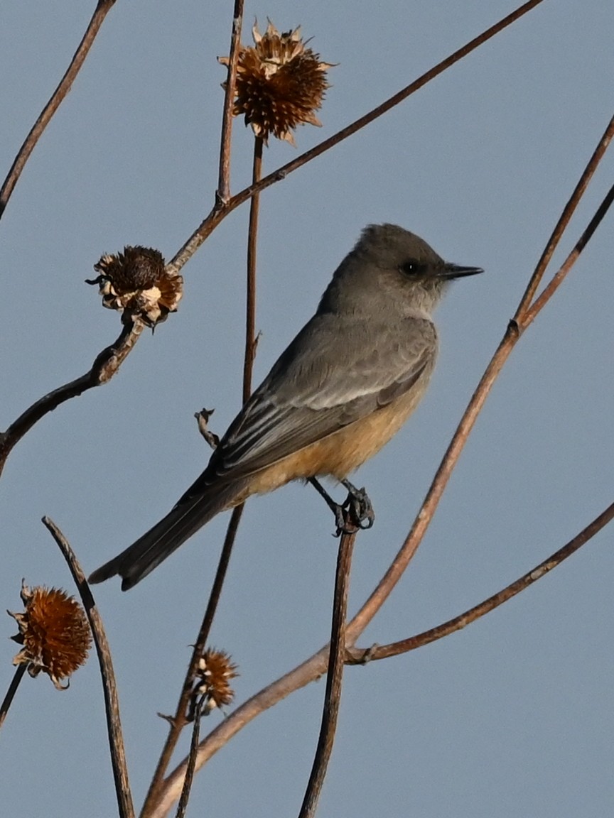 Say's Phoebe - ML646471553