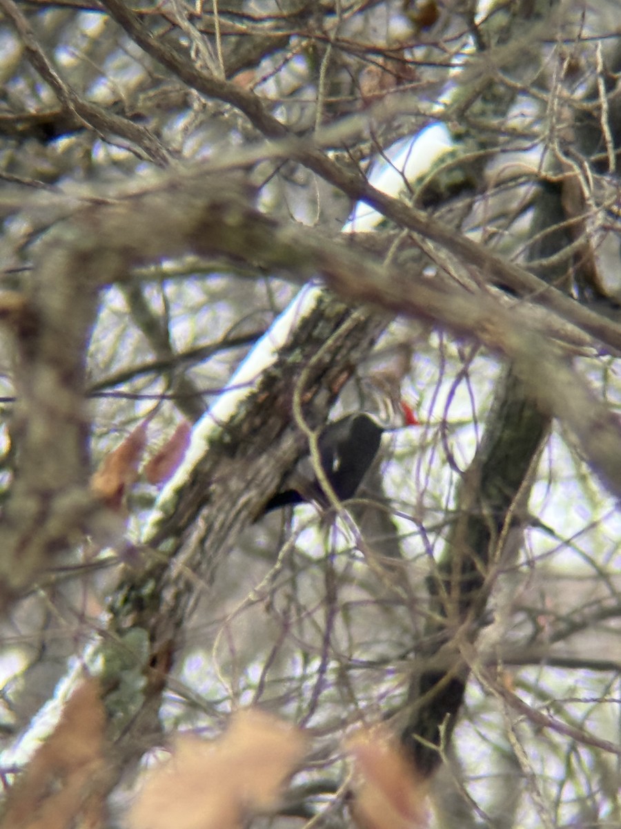 エボシクマゲラ - ML646471555