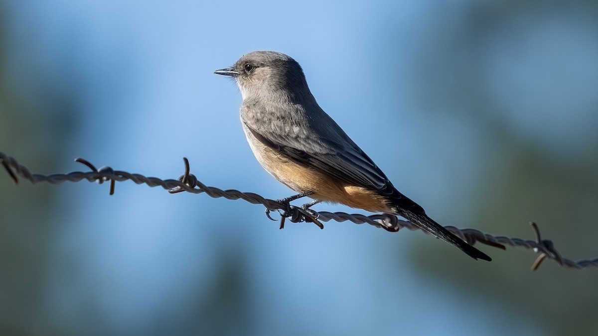 Say's Phoebe - ML646471561