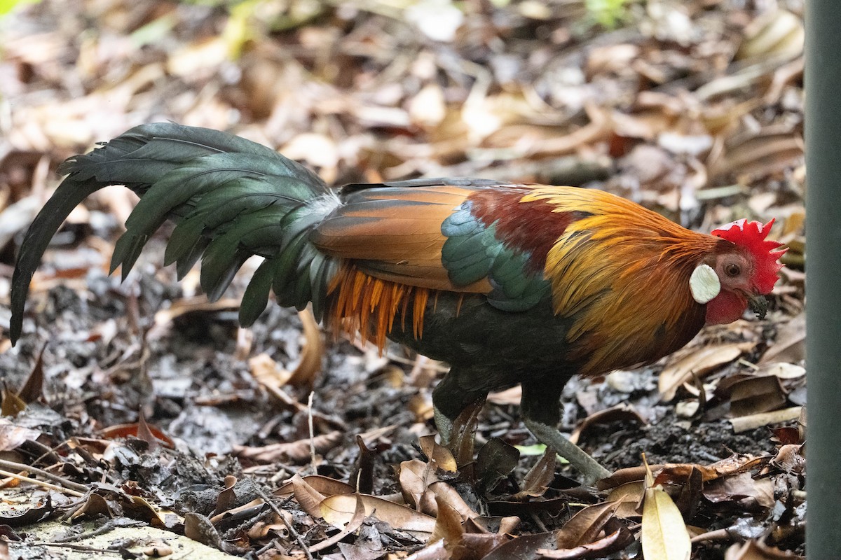 תרנגול בר - ML646471562
