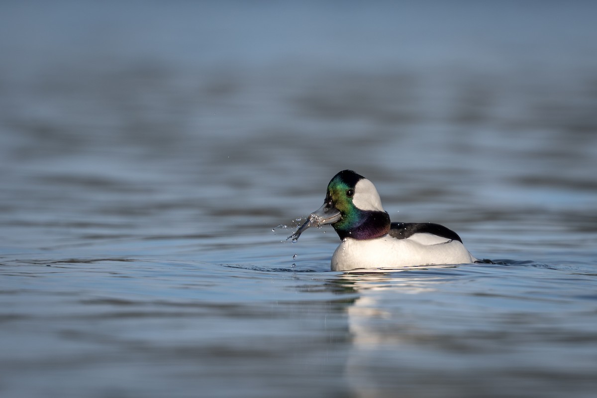 hohol bělavý - ML646471563