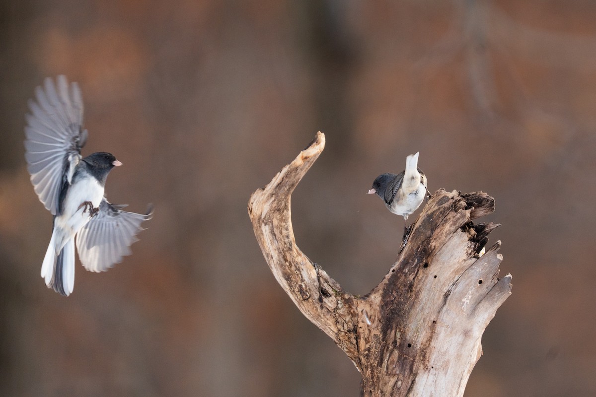 Dark-eyed Junco - ML646471564