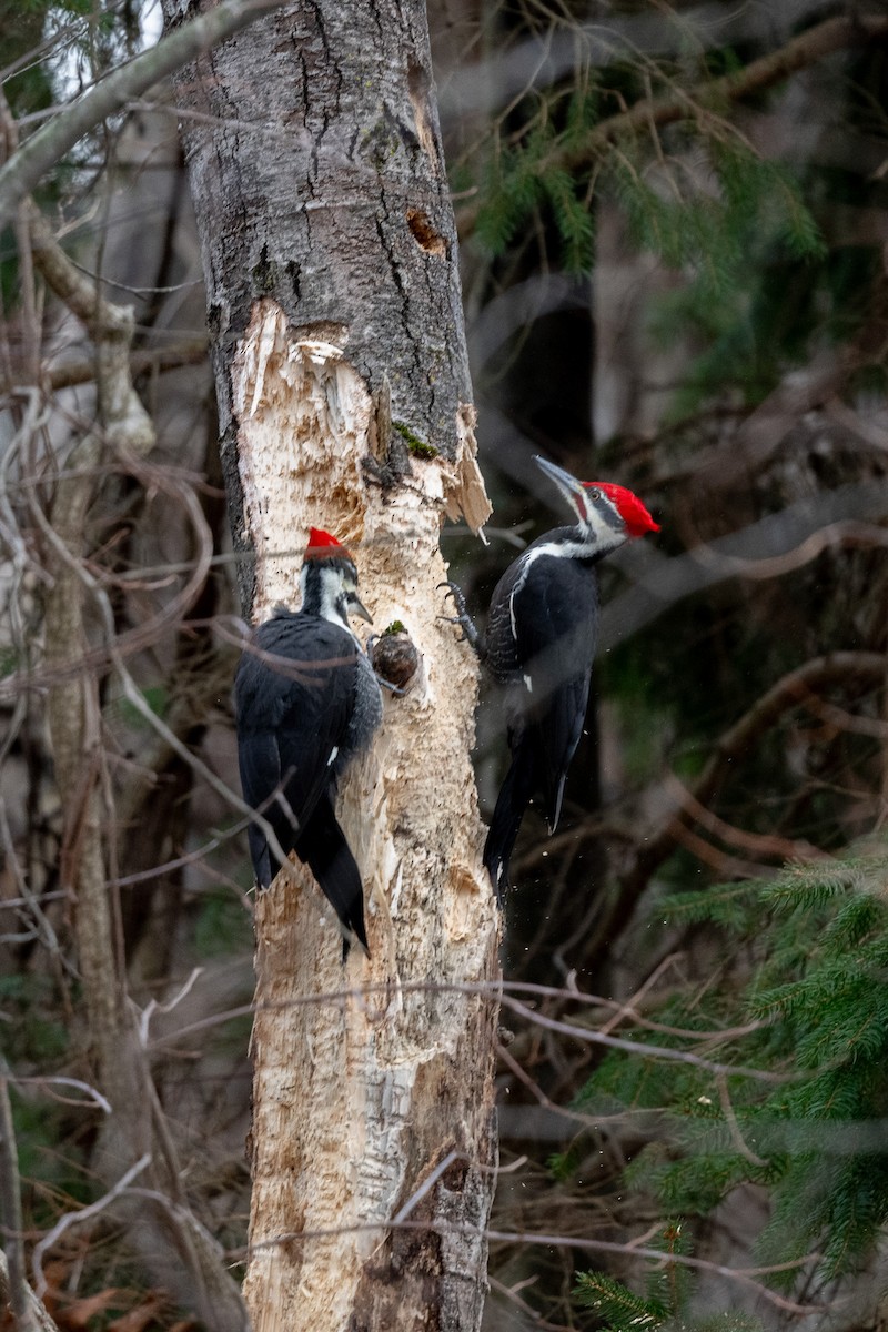 エボシクマゲラ - ML646471565