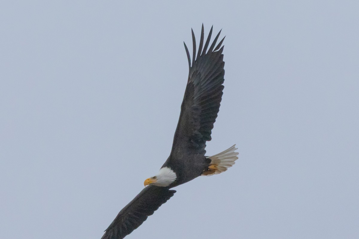 Орлан білоголовий - ML646471566