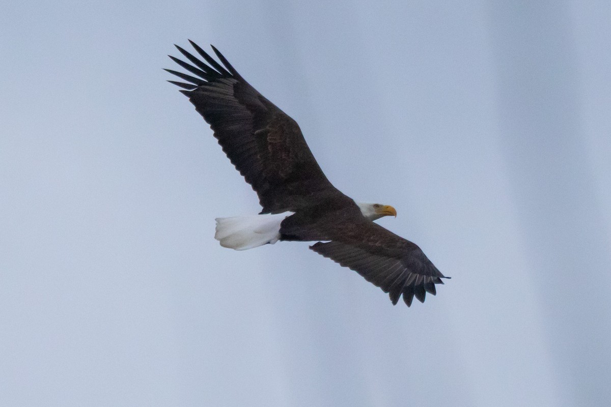 orel bělohlavý - ML646471567