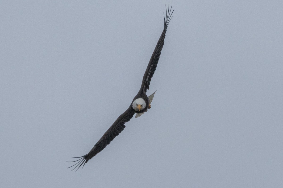 Орлан білоголовий - ML646471568