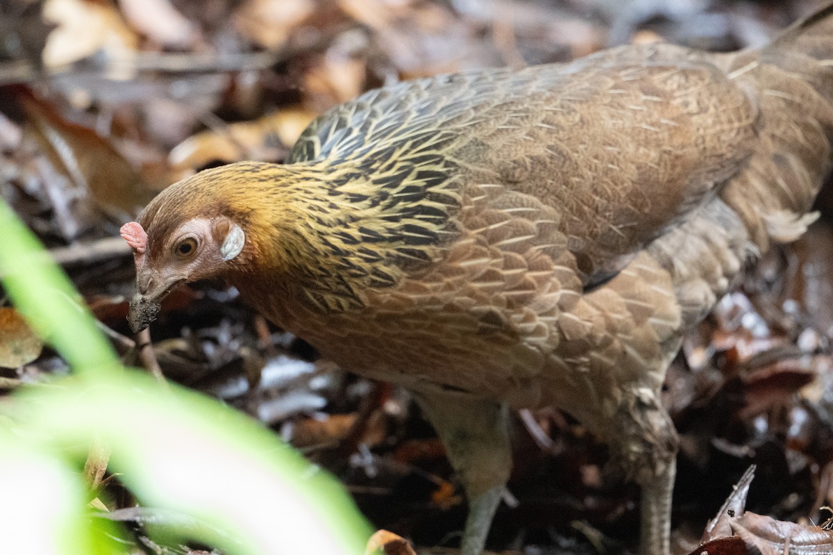 תרנגול בר - ML646471569