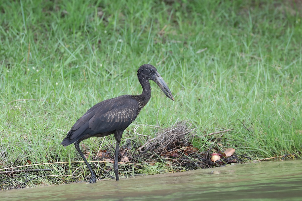 African Openbill - ML646471573