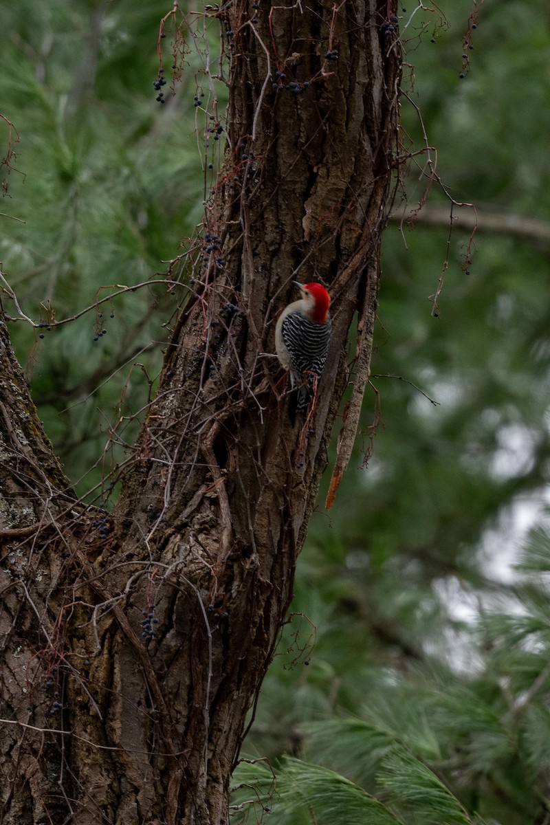 Red-bellied Woodpecker - ML646471574