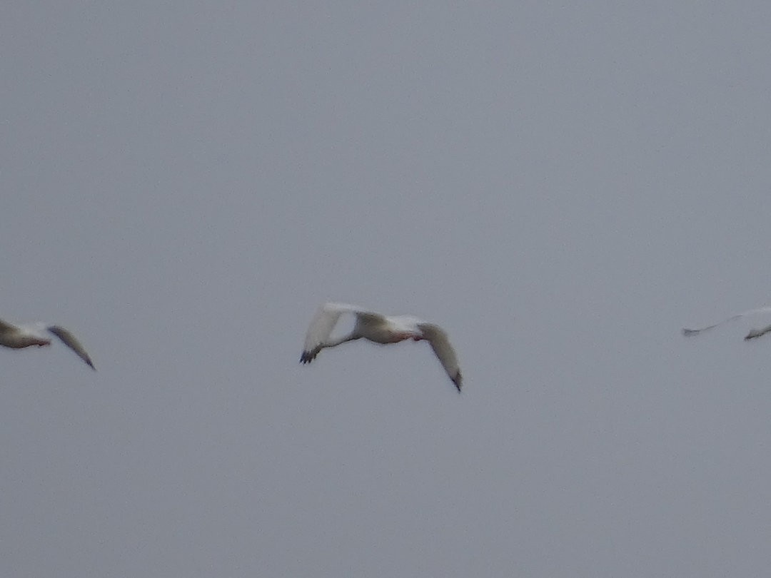 カモハクチョウ - ML646471576