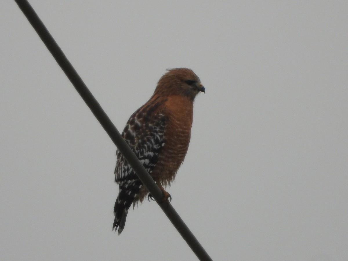 Red-shouldered Hawk - ML646471580