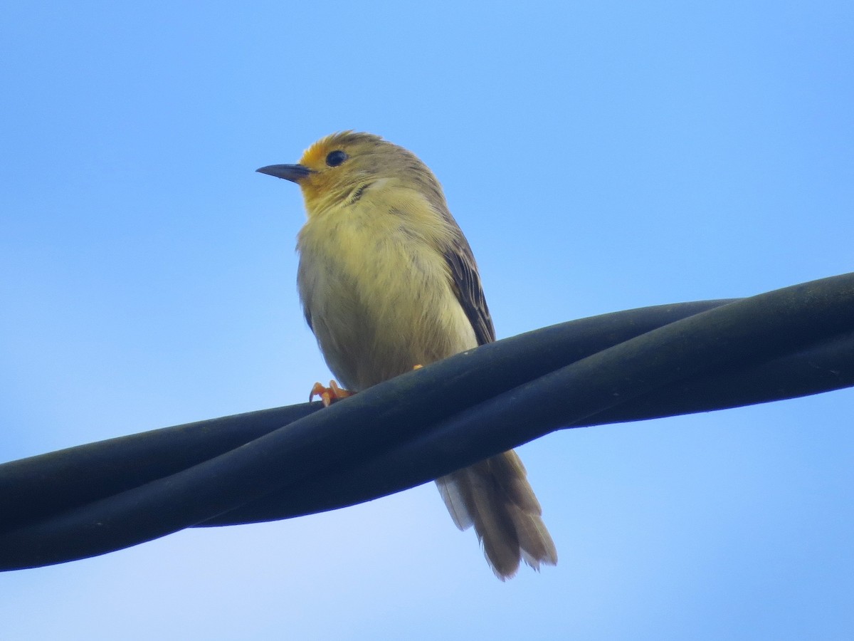 Orange-fronted Plushcrown - ML646471581