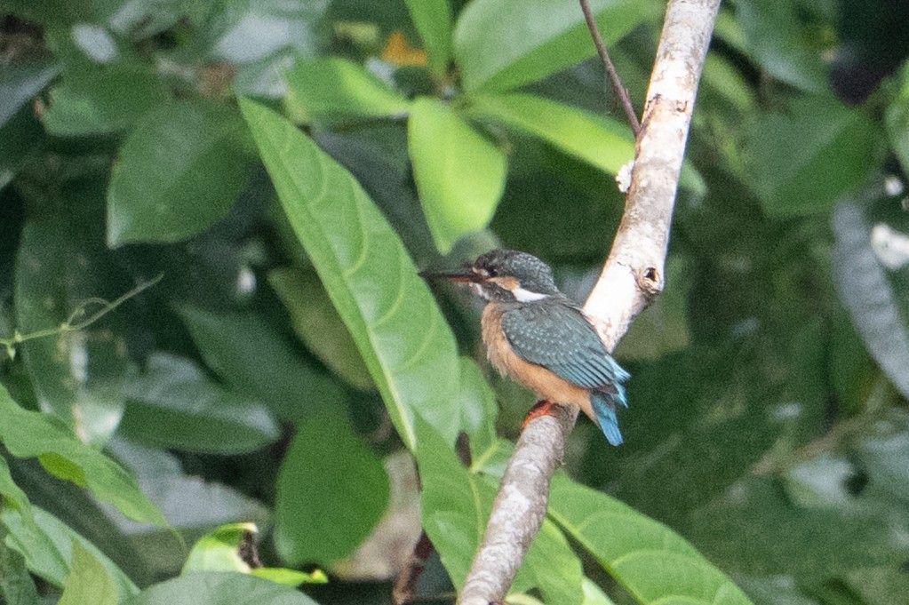 שלדג גמדי - ML646471582