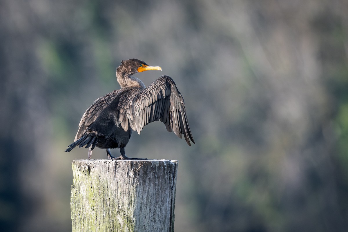 Double-crested Cormorant - ML646471583