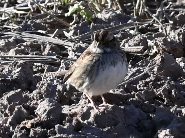 strnadec bělohrdlý - ML646471584