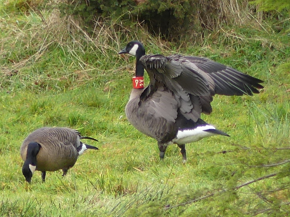 Canada Goose (occidentalis/fulva) - ML646471585
