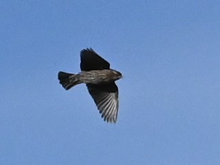 vlhovec červenokřídlý - ML646471591